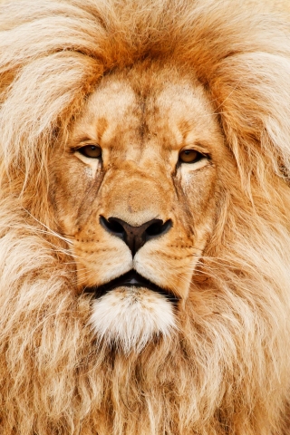 African lion  mobile wallpaper