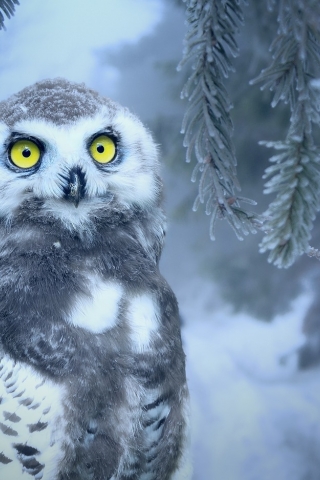 Owl in Snow  mobile wallpaper