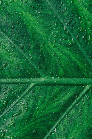 Close-up Green leaf mobile wallpaper