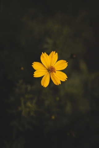 Yellow Flora mobile wallpaper