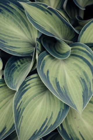 Variegated Leaf mobile wallpaper