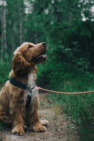 Small Spaniel puppy  mobile wallpaper