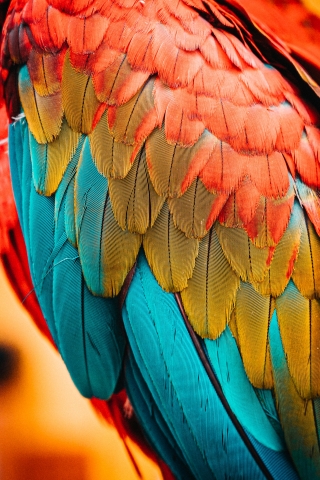 Rainbow Bird Feathers  mobile wallpaper