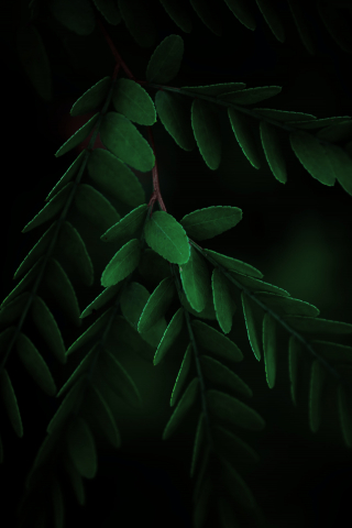 Closeup Green Leaves  mobile wallpaper