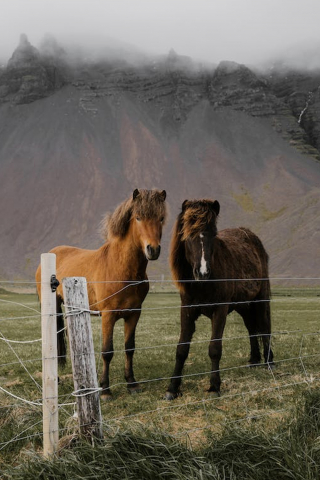 A Field Of Domestic Horses Grazing In The Highlands  mobile wallpaper